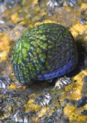 Snail.
Aughrusmore, Connemara.
D200,60mm. by Mark Thomas 